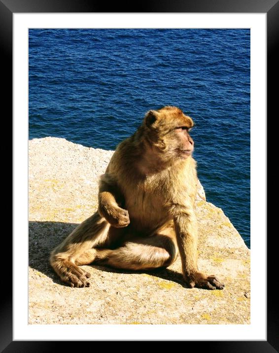  Gibraltar, A Barbary Ape Framed Mounted Print by Nick Edwards