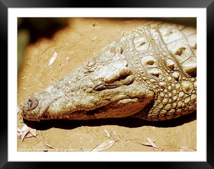 Crocodile sleeping in S.Africa  Framed Mounted Print by Nick Edwards