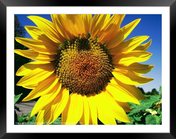 Sunflower; Angouleme,France Framed Mounted Print by Nick Edwards