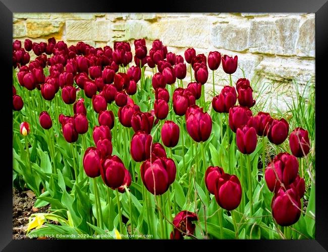 Deep Red Tulips Framed Print by Nick Edwards