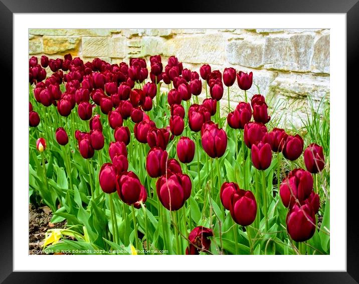 Deep Red Tulips Framed Mounted Print by Nick Edwards