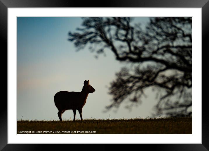 Silhouette of a chinese water deer Framed Mounted Print by Chris Palmer