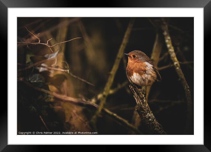 A small robin perched on a tree branch Framed Mounted Print by Chris Palmer