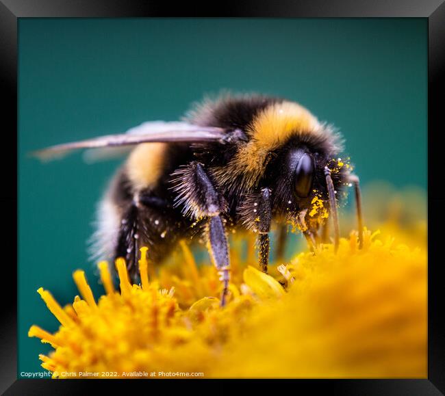 Bee with pollen  Framed Print by Chris Palmer
