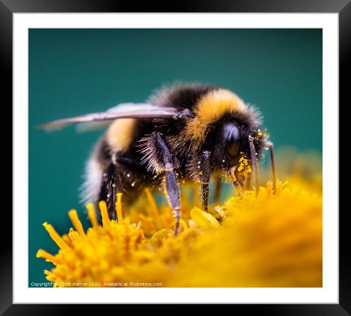 Bee with pollen  Framed Mounted Print by Chris Palmer