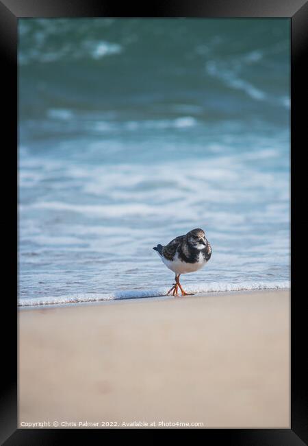 Turnstone at the beach Framed Print by Chris Palmer