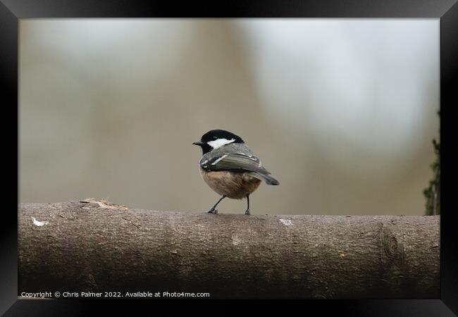 A small bird perched on top of a wooden post Framed Print by Chris Palmer