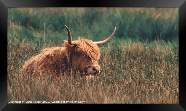 A highland cow laying in the long grass in the nor Framed Print by Chris Palmer
