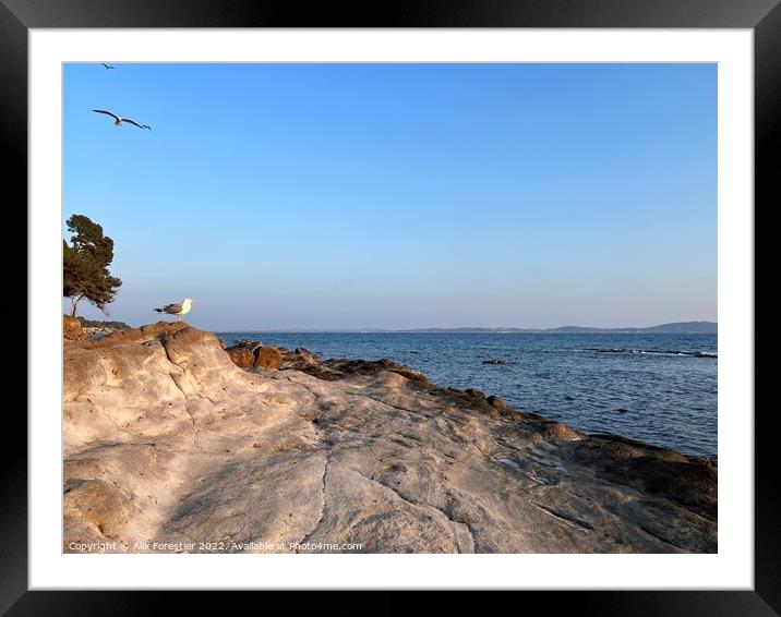 Seagull Facing the Sea Framed Mounted Print by Alix Forestier