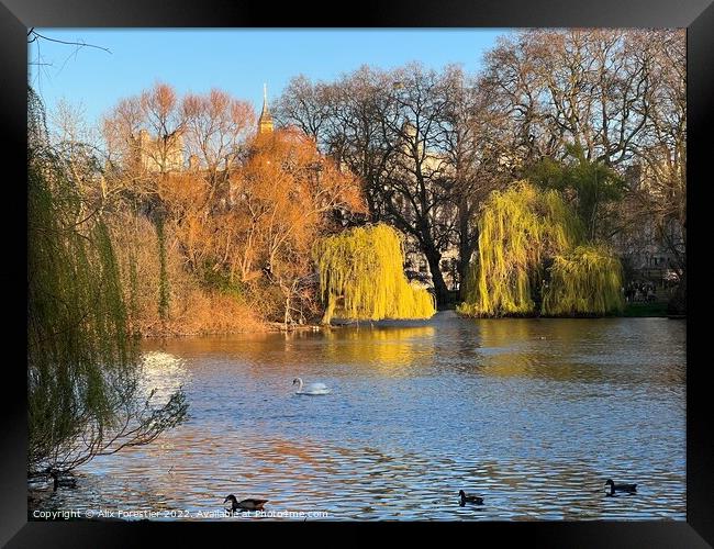 The Pond and the Willows - St James Park - London  Framed Print by Alix Forestier