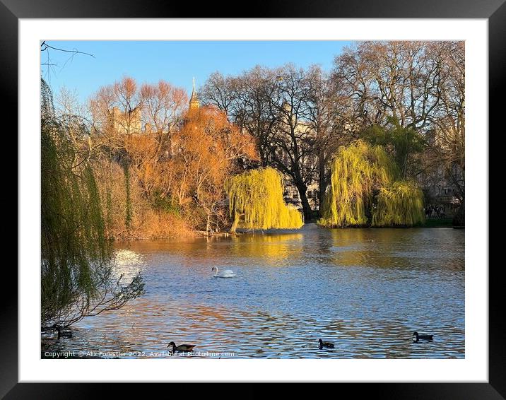 The Pond and the Willows - St James Park - London  Framed Mounted Print by Alix Forestier