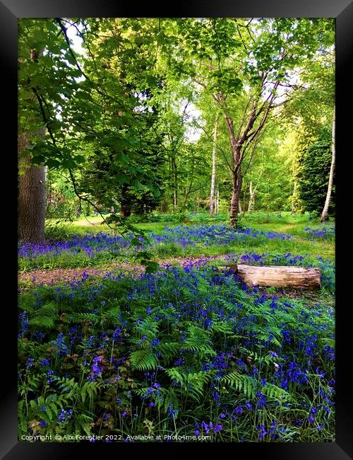 Bluebells - Richmond Park London UK Framed Print by Alix Forestier
