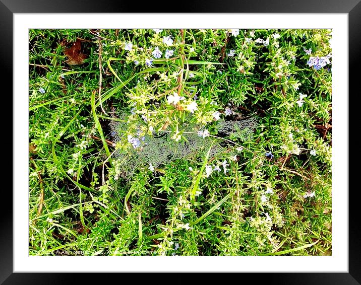 Dewy Cobweb on a Rosemary Bush Framed Mounted Print by Alix Forestier