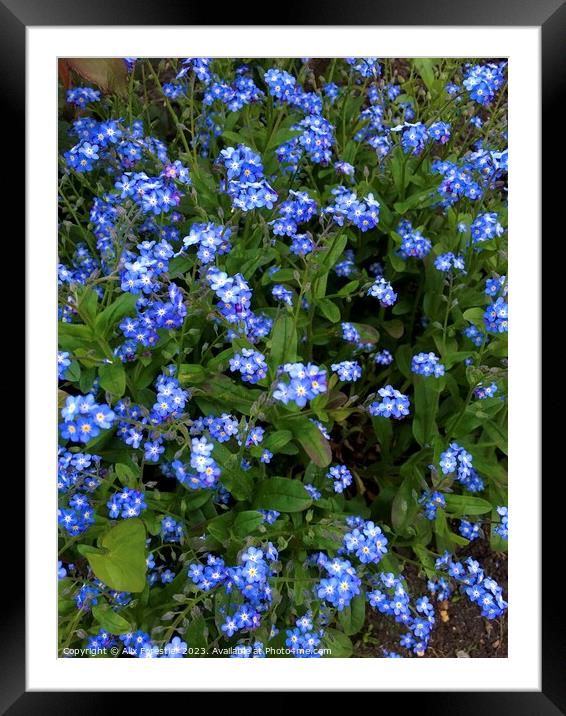 Forget-me-nots  Framed Mounted Print by Alix Forestier