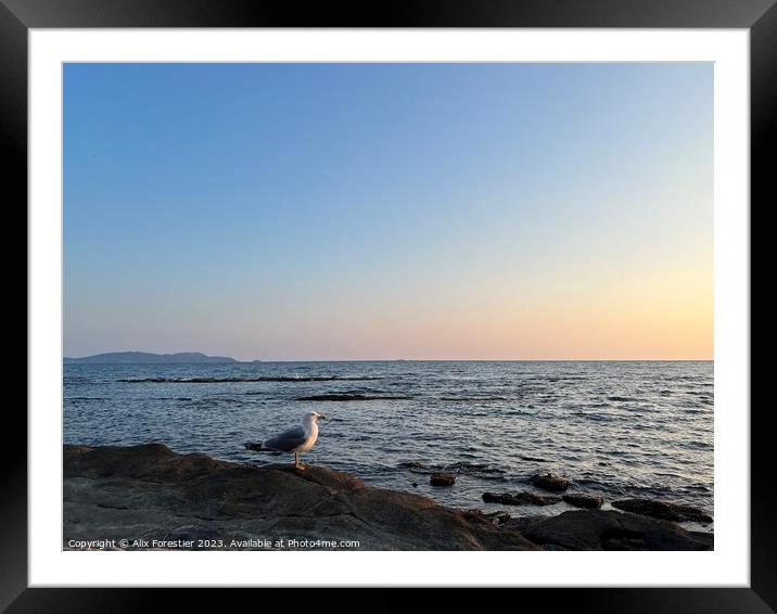 Seagull on a Rocky Beach Framed Mounted Print by Alix Forestier