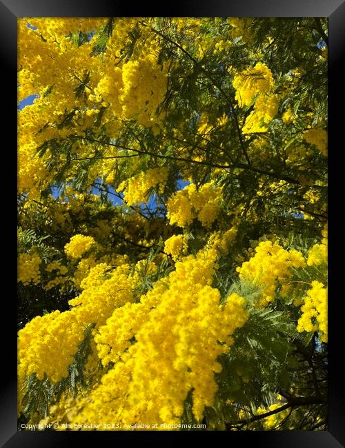Blossoming Mimosa Framed Print by Alix Forestier