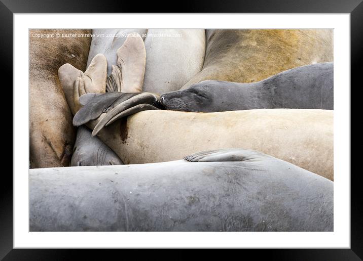 A group of resting sea lions Framed Mounted Print by Eszter Imrene Virt