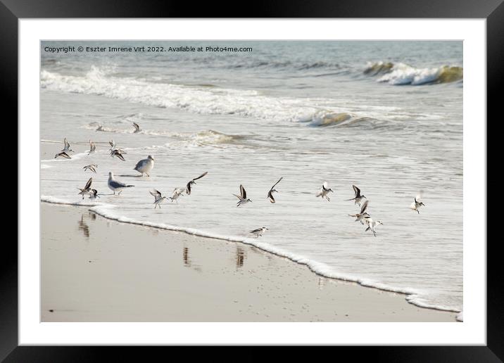 Birds in the Atlantic Ocean Framed Mounted Print by Eszter Imrene Virt