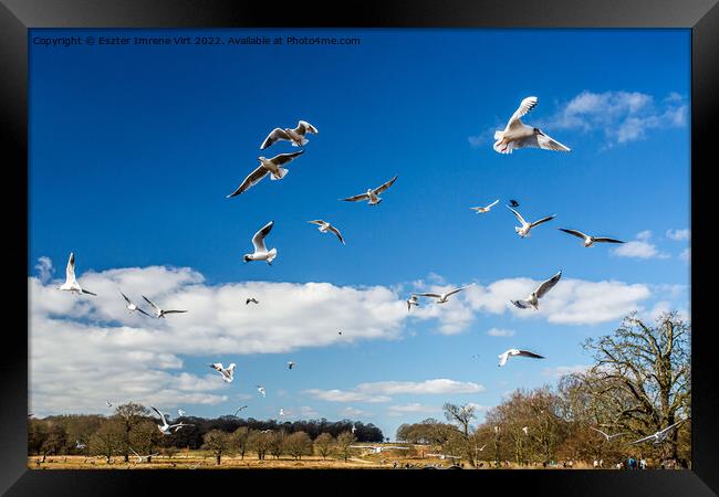 Flying seagulls in Richmond Park Framed Print by Eszter Imrene Virt