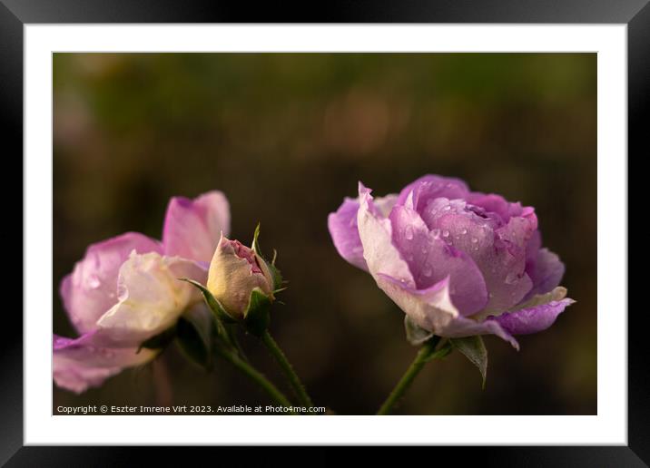 Pink roses in Quen Mary's Rose Garden in the late autumn Framed Mounted Print by Eszter Imrene Virt