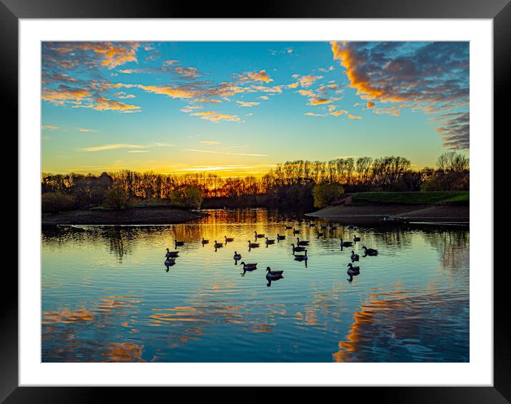 Canadian Geese at Sunset Framed Mounted Print by Tony Millward