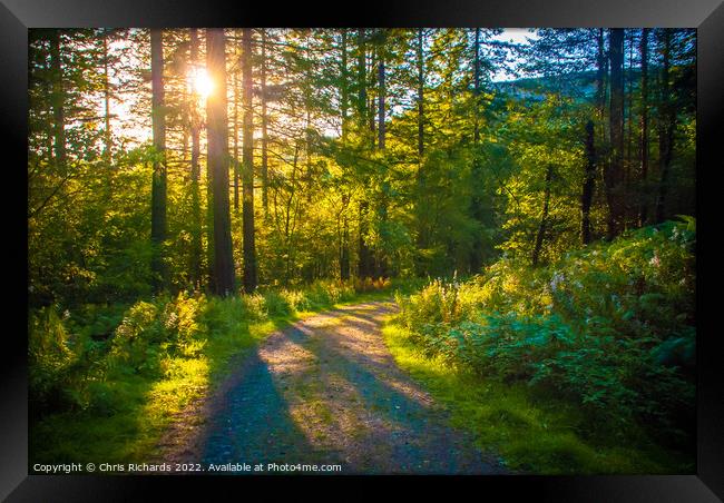 Cwm Rhaeadr Forest Framed Print by Chris Richards