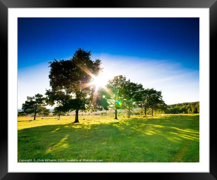 Afternoon Sun on Ashdown Forest Framed Mounted Print by Chris Richards