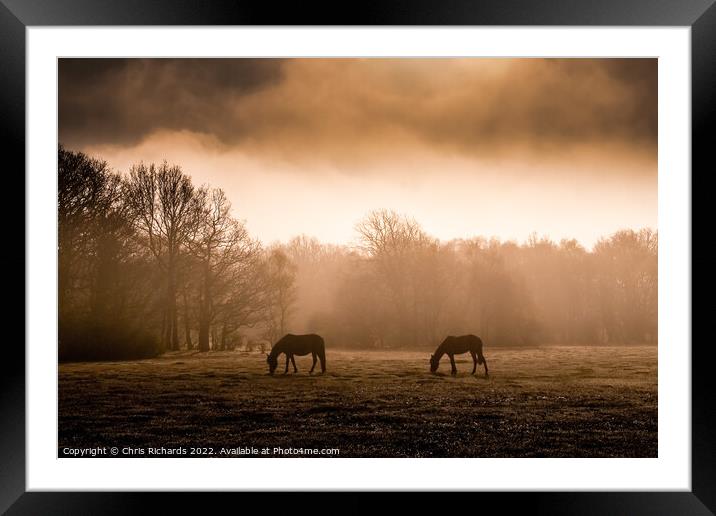 New Forest Horses Grazing in the Morning Mist Framed Mounted Print by Chris Richards