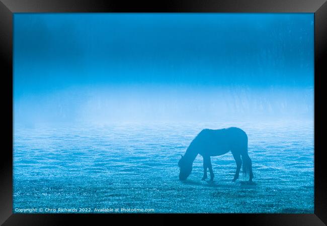 New Forest Pony Grazing in Morning Mist Framed Print by Chris Richards