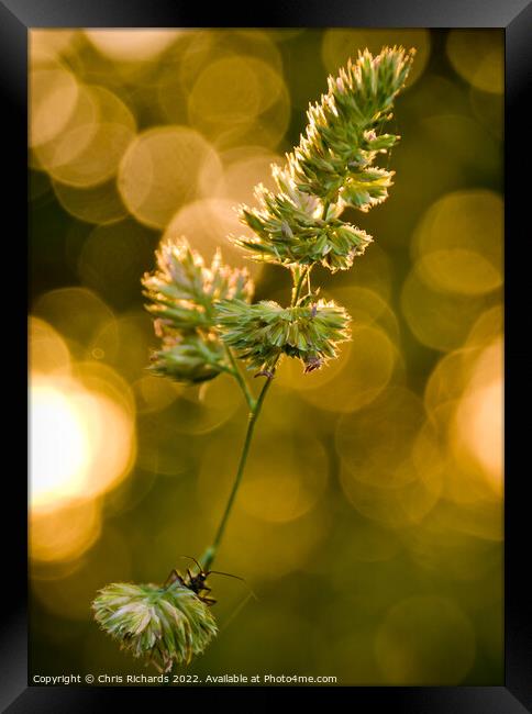 Grass at Golden Hour Framed Print by Chris Richards