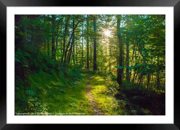 Cwm Rhaeadr Forest in September Framed Mounted Print by Chris Richards