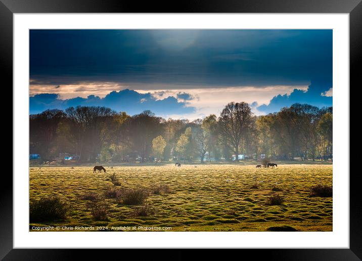 Early spring afternoon in the New Forest Framed Mounted Print by Chris Richards