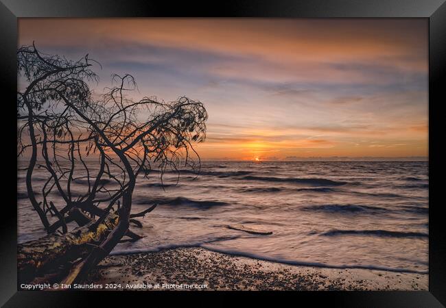 Branches Framed Print by Ian Saunders