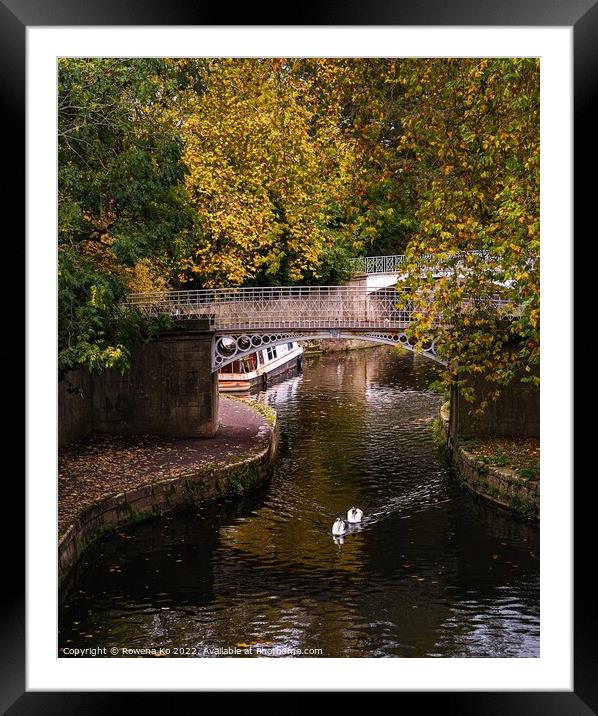 Swan babies swimming along the canal in autumn Framed Mounted Print by Rowena Ko