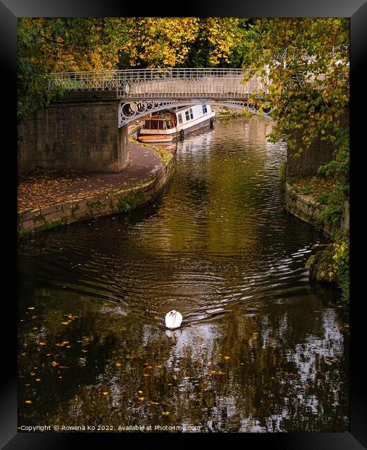 Swan swimming along the canal in autumn Framed Print by Rowena Ko