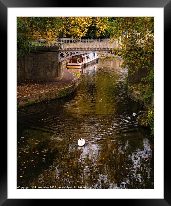 Swan swimming along the canal in autumn Framed Mounted Print by Rowena Ko