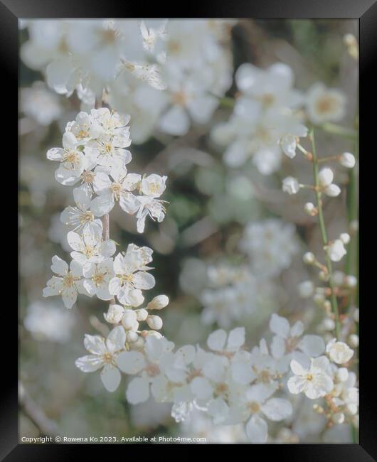 Spring Blossom  Framed Print by Rowena Ko