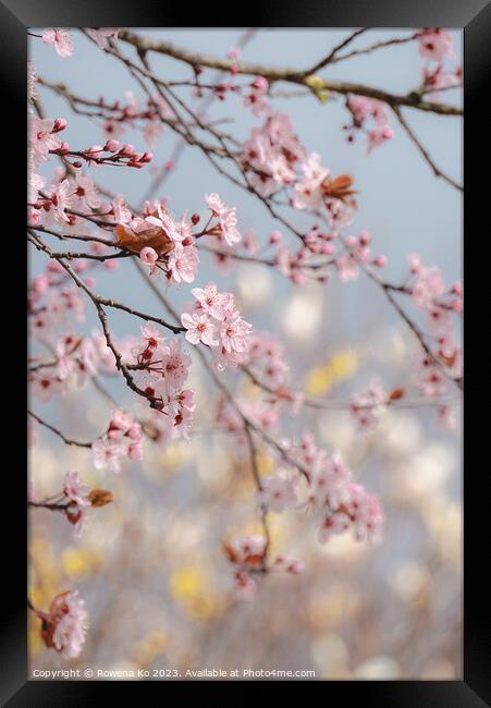Cherry Blossom  Framed Print by Rowena Ko