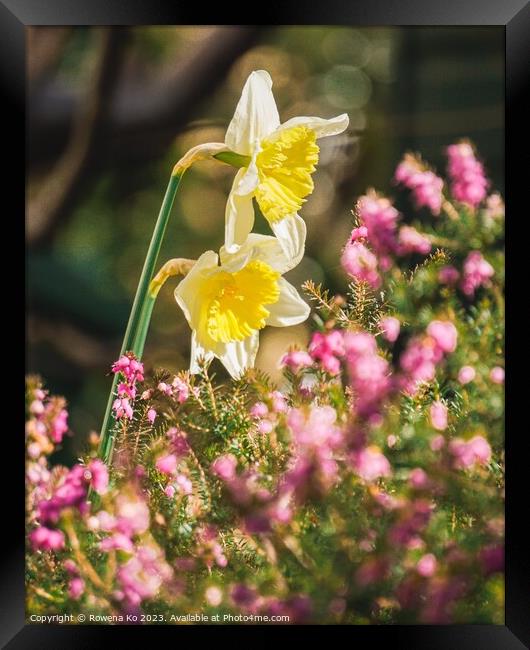 Daffodils showering in sunlight  Framed Print by Rowena Ko