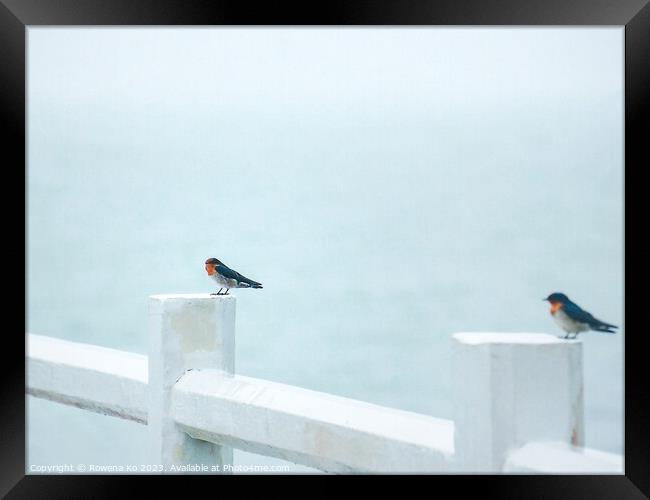 Two Pacific Swallows perched on a Pier fence Framed Print by Rowena Ko