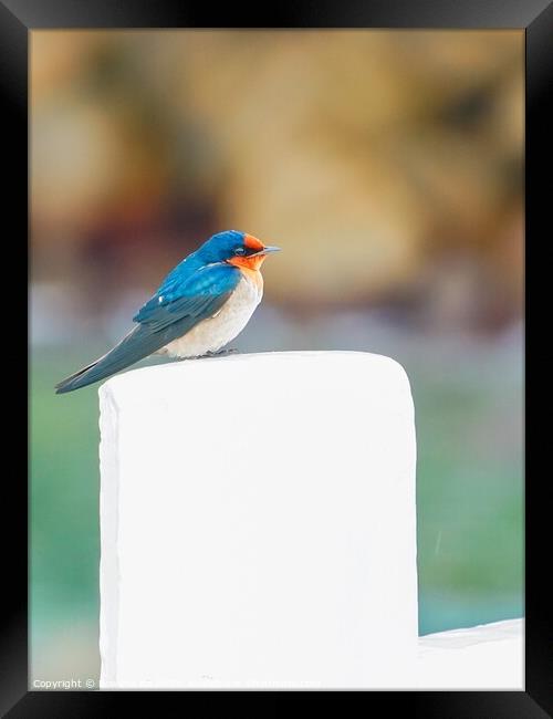 A Pacific Swallow resting on a Pier fence Framed Print by Rowena Ko