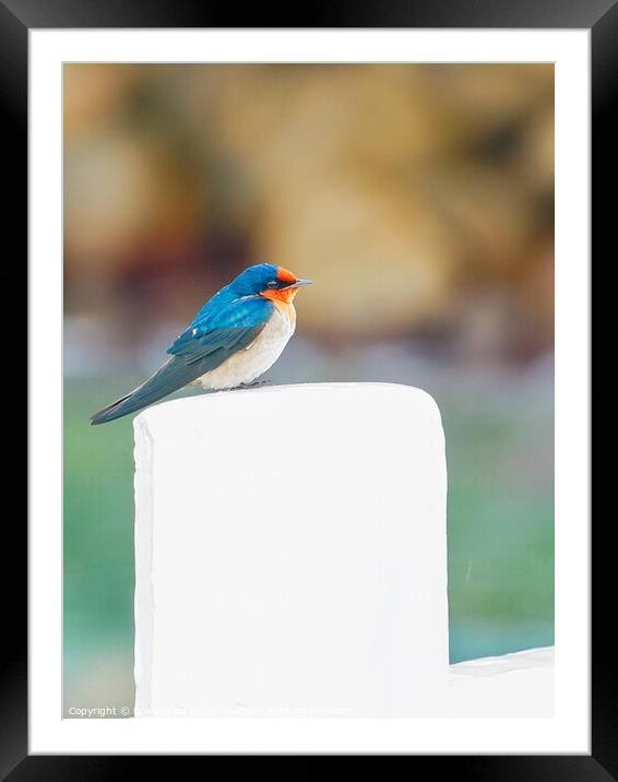 A Pacific Swallow resting on a Pier fence Framed Mounted Print by Rowena Ko
