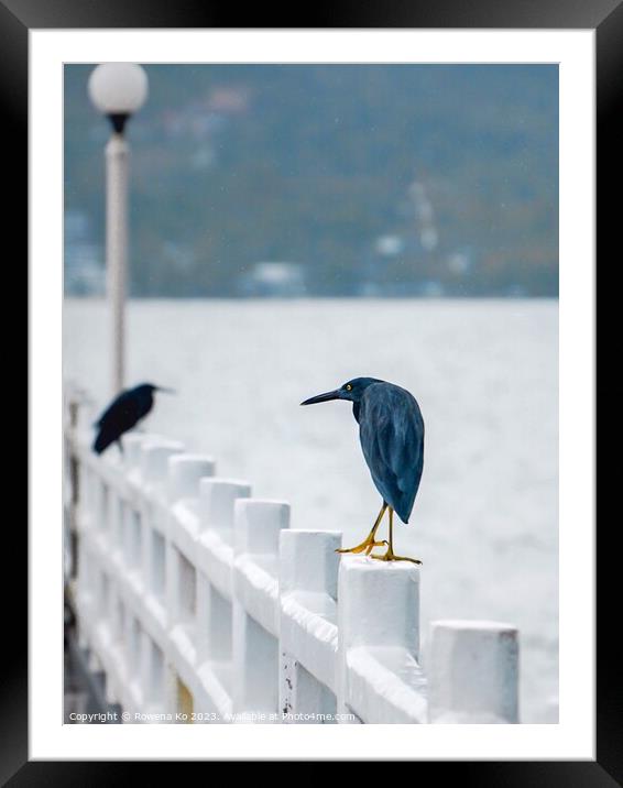 A couple of Pacific reef herons perched on a Pier  Framed Mounted Print by Rowena Ko