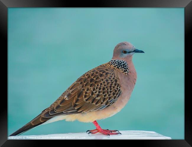 A Spotted Dove perched on a Pier fence Framed Print by Rowena Ko