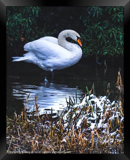 A female swan in snow  Framed Print by Rowena Ko