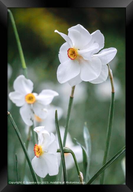 The Gorgeous Poet Daffodil Framed Print by Rowena Ko