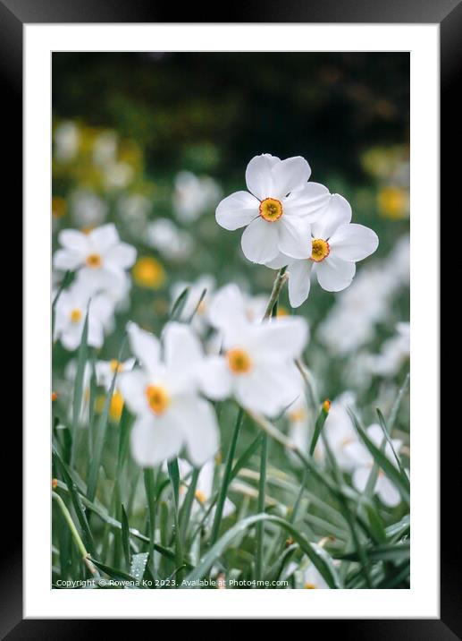 Narcissus poeticus Framed Mounted Print by Rowena Ko