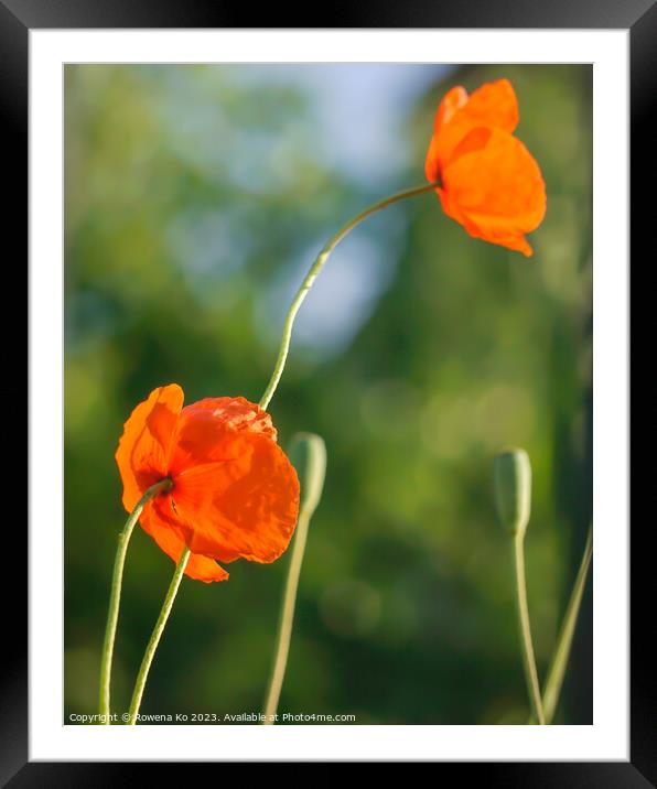 Radiant poppies under summer sun Framed Mounted Print by Rowena Ko