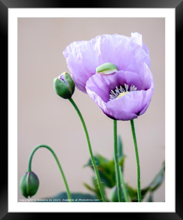 Purple Poppies Framed Mounted Print by Rowena Ko