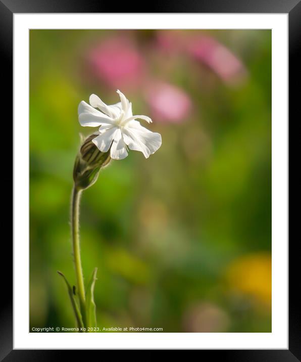 Sun-kissed White campion Framed Mounted Print by Rowena Ko